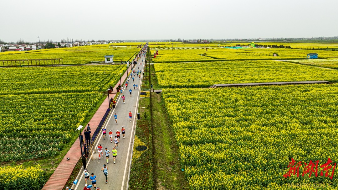 体育运动与万亩花海的美丽邂逅 马拉松,欢乐跑热闹罗文村-新湖南