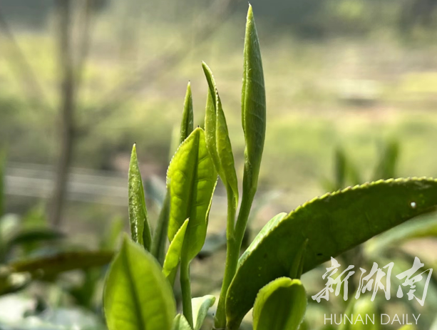 美文欣赏丨廖家村的那碗茶