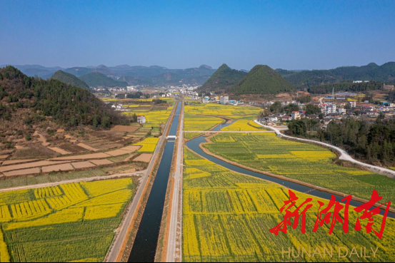 花垣:油菜花季 美景迷人眼