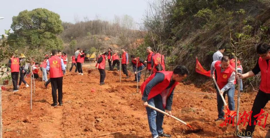 长沙大泽湖街道开展义务植树活动