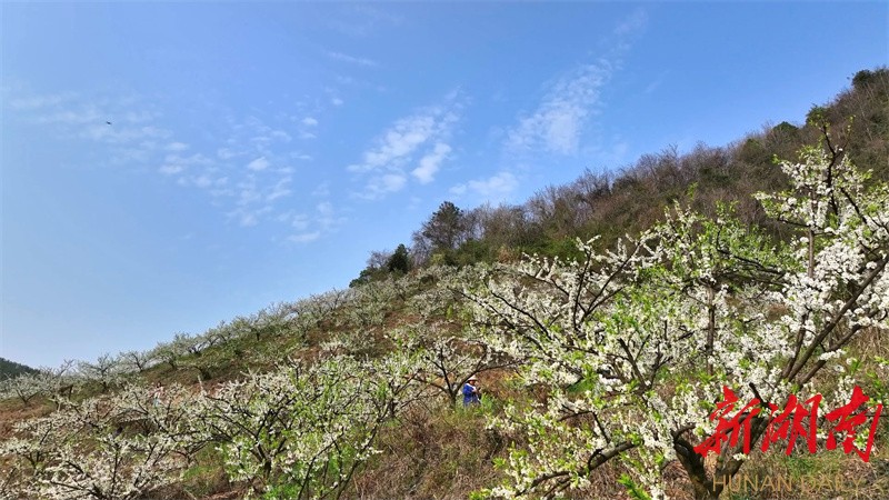 鹤城区新家庄村：千亩花海盛放醉游人