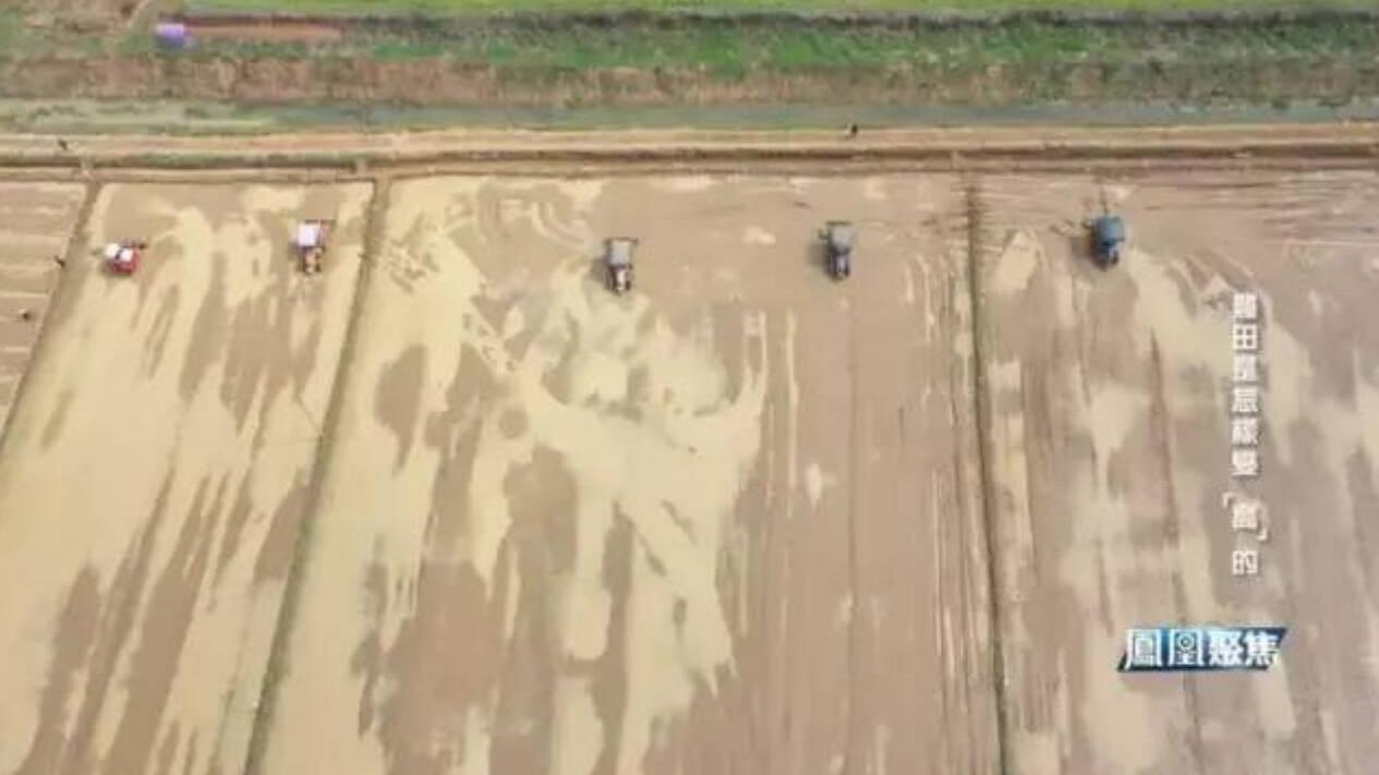 网媒看岳阳 | 凤凰卫视聚焦汨罗高标准农田建设
