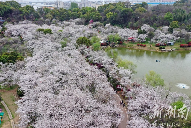樱花烂漫香满园