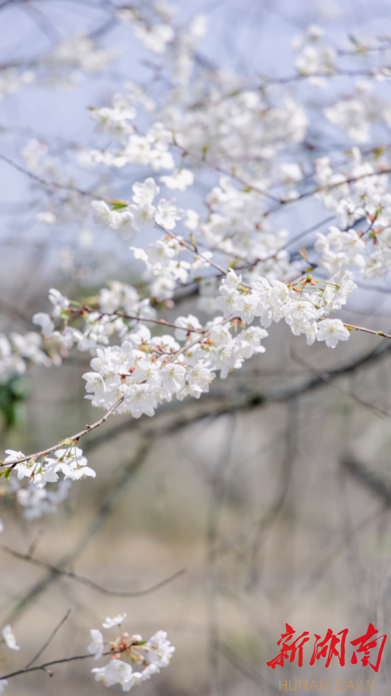 花垣:野樱桃花开满山谷