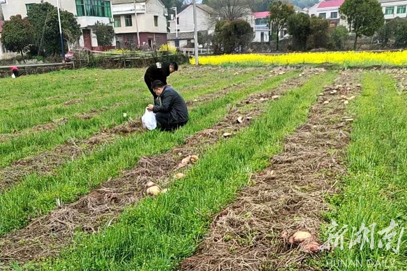 沧水铺镇:碧云峰下振兴浪涌 古驿新城风姿勃发