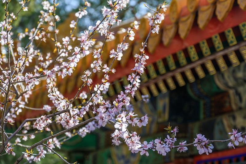 大波美图来袭！北京颐和园多种花卉进入最佳观赏期