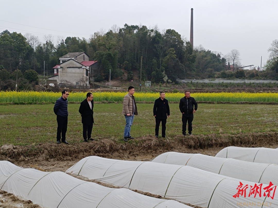 桃江县农业农村局指导组在石牛江镇种粮大户莫世华（右一）的秧田进行技术指导。袁静 摄