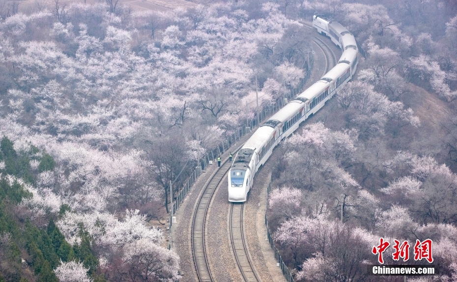 北京：S2線“長城號(hào)”列車穿越花海