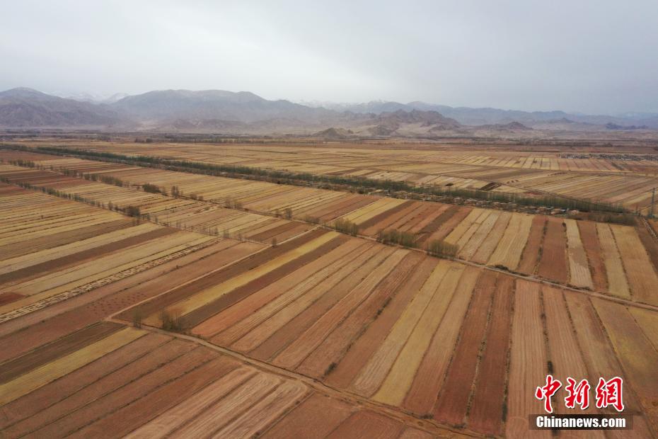 俯瞰“柴達(dá)木糧倉”田間地頭美如油畫