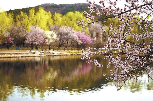 国家植物园首届桃花观赏季25日开幕，这里有一份春季赏花地图