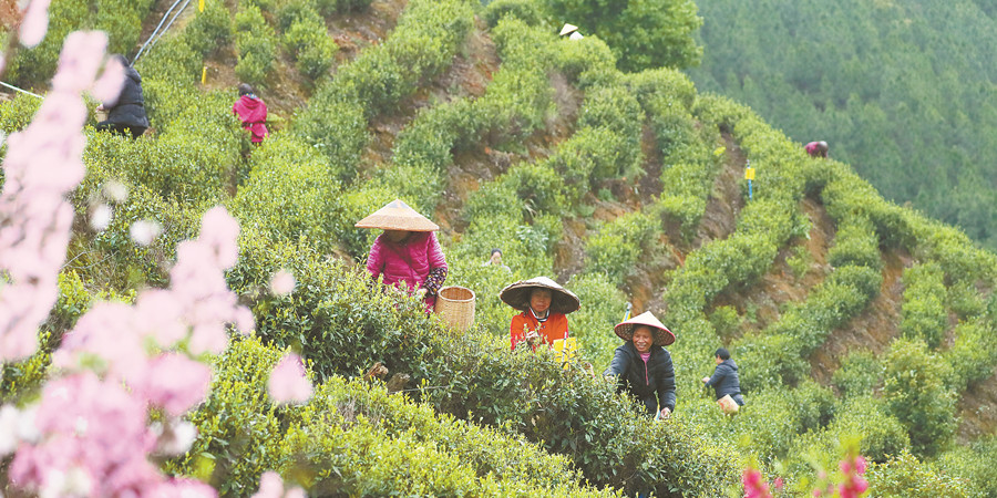 小茶葉 大產業
