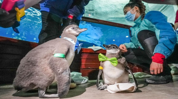 6只企鹅宝宝百天庆生，首次与游客见面！