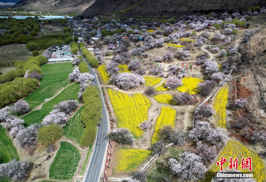 在雪域“江南”西藏林芝邂逅漫山桃花