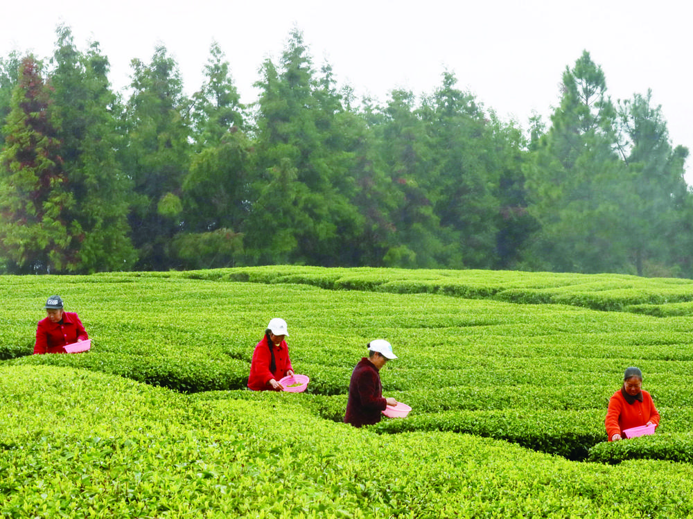 图片新闻 | 武冈市邓元泰镇茶园工人在采摘明前茶新芽