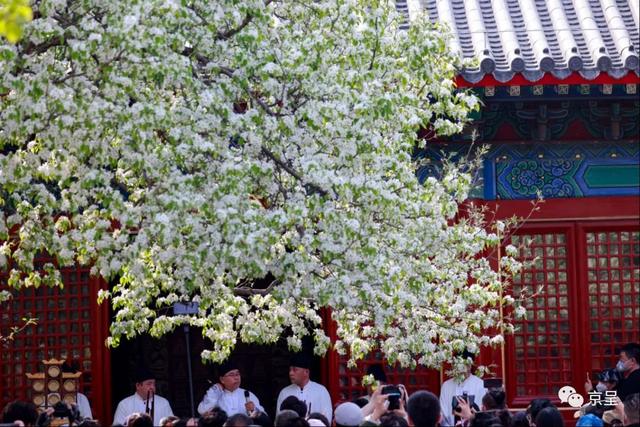 北京智化寺，梨花香满园