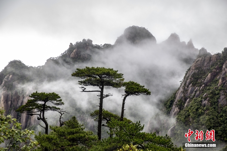 江西上饶：雨中三清山云遮雾绕 如水墨丹青画