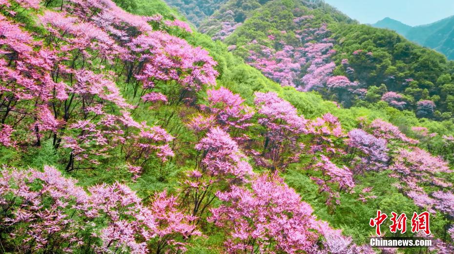 秦岭万亩紫荆花盛开 花海与飞瀑“同框”