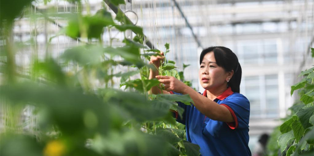 河北邢台 ：农业产业化引领农民变身“产业工人”