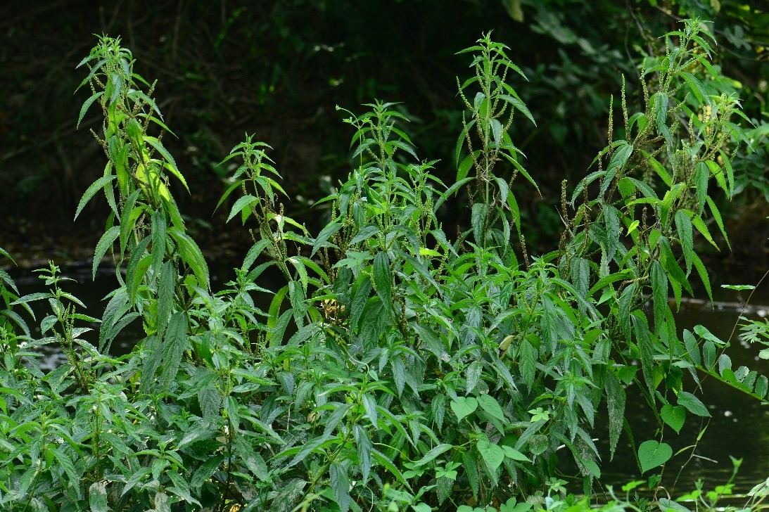 ▲轮叶苎麻——植株