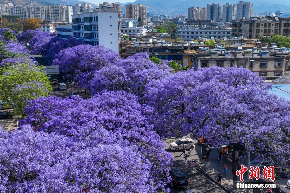 藍花楹綻放四川西昌街頭 紫色花海如夢似幻