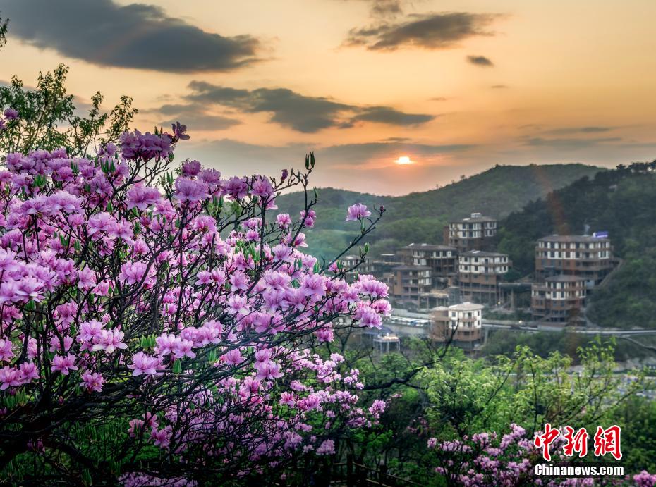 浙江安吉：高山杜鵑花與云海奇觀相映成趣