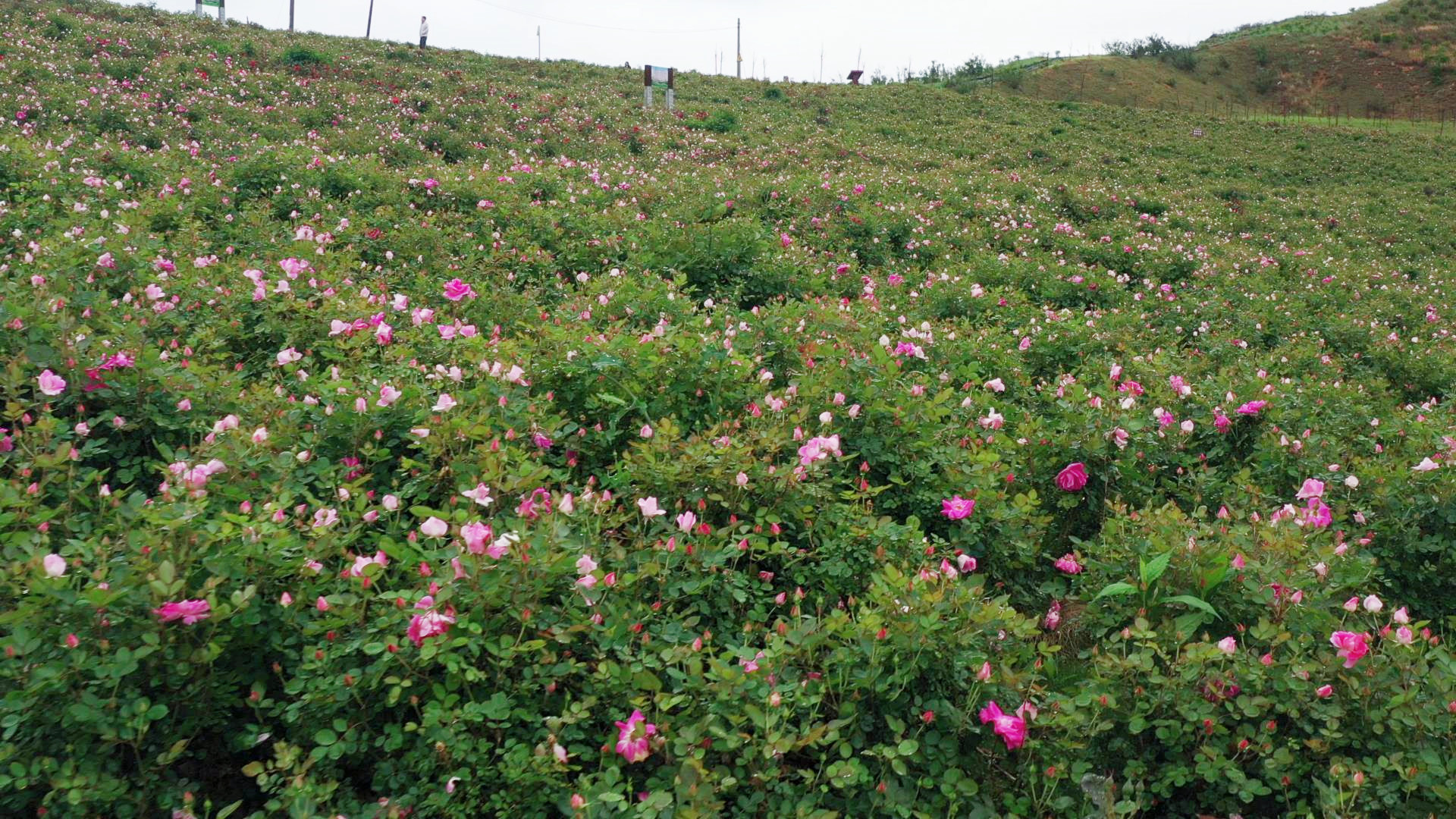 錫礦山：荒山變花海 礦區(qū)成景區(qū)