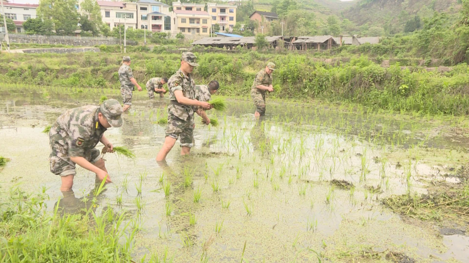 冷水江市人武部：民兵“出彩” 助力春耕