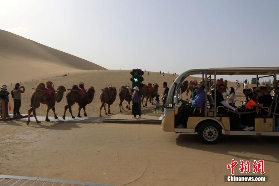 甘肅敦煌“駱駝紅綠燈”：讓景區(qū)旅游高峰交通更有序