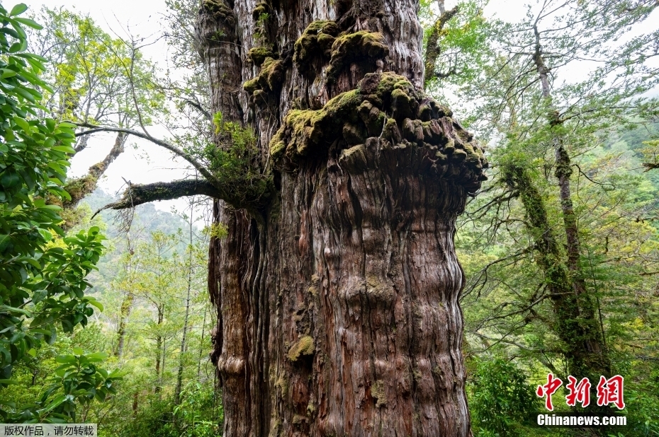 树龄超5000岁！智利或发现世界上最古老的树