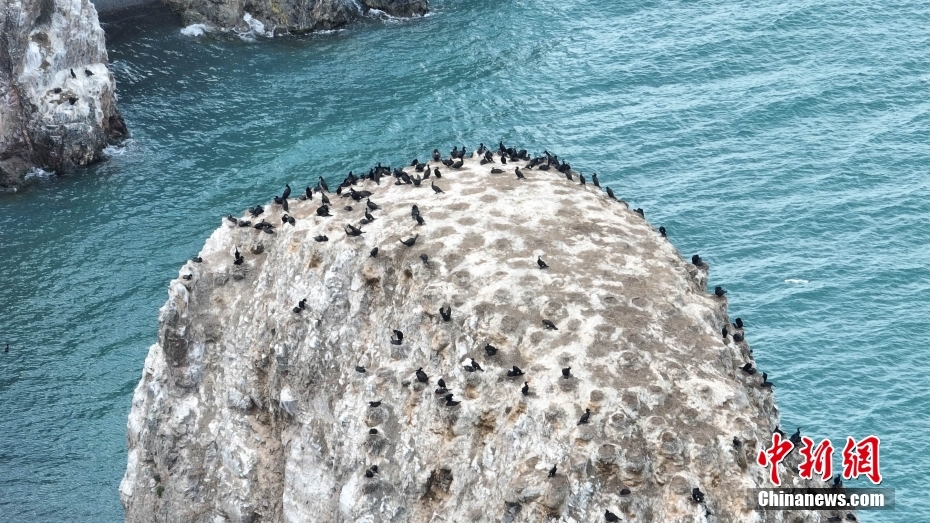 航拍初夏青海湖鸟岛国际重要湿地