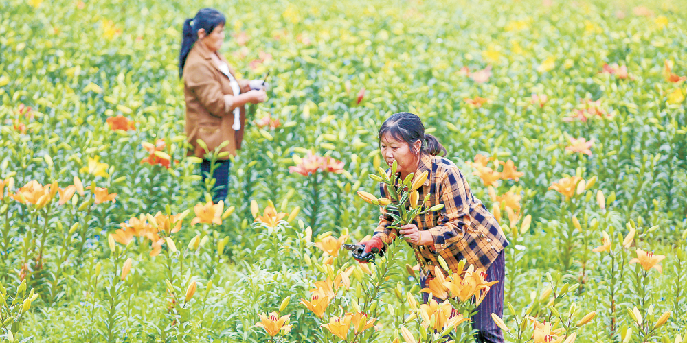 “鲜花经济”助农增收
