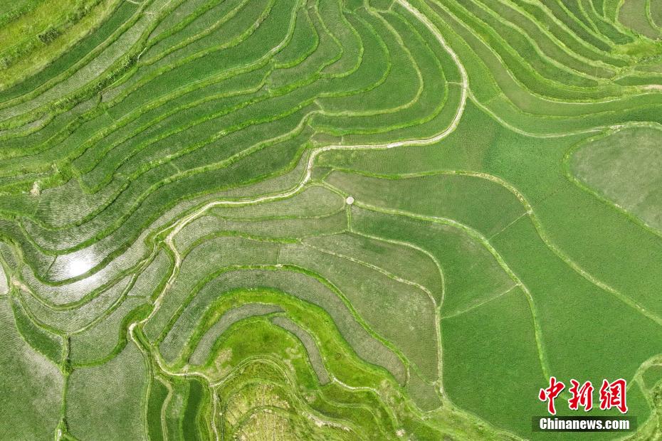 航拍贵州贵定夏日梯田阡陌纵横