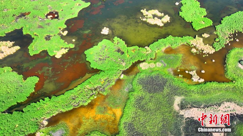 航拍新疆和硕龙驹湿地夏日风光