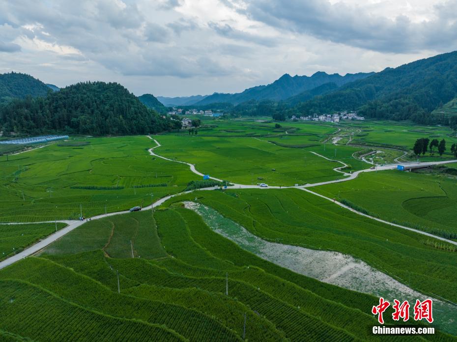 贵州务川：盛夏稻田 绿意盎然