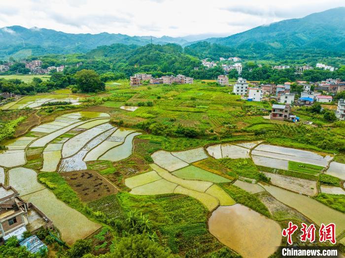 廣西蒼梧：搶插晚稻秧苗 田間地頭一派繁忙