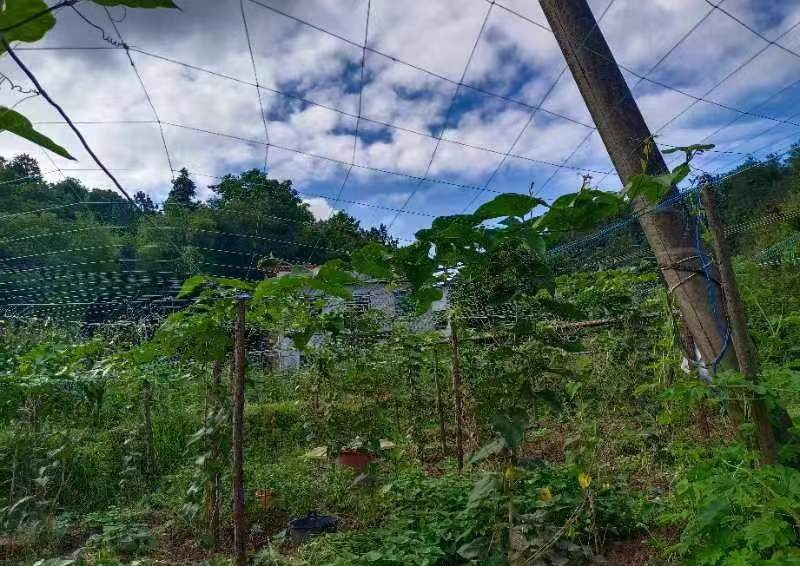 浏阳市大瑶镇南山村种植罗汉果成功:村民收入增加,乡村振兴迈出新步伐