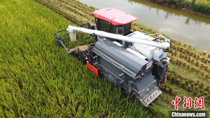 “巴蜀粮仓”水稻高产栽培测产验收 平均亩产864.1公斤