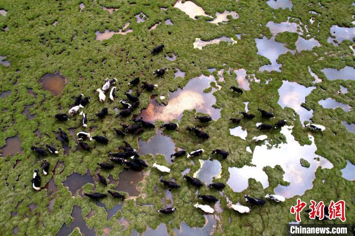 航拍长江南源最大泥碳湿地——查旦湿地