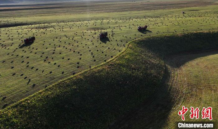 牧草收割 储“冬粮” 新疆那拉提空中草原一派繁忙