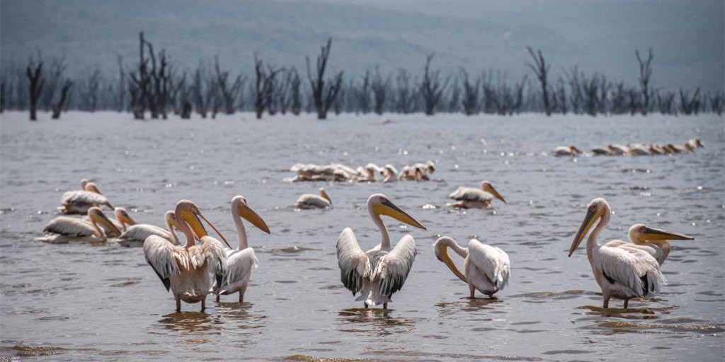 肯尼亚纳库鲁湖国家公园的野生动物