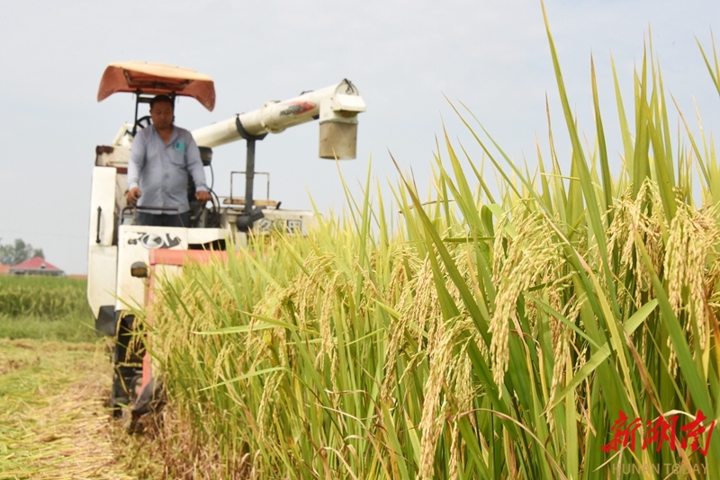 水稻低茬收割 助力耕地保护