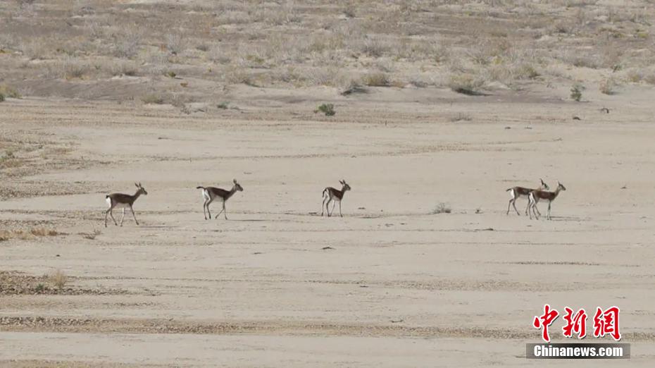 新疆古尔班通古特沙漠：鹅喉羚结队觅食