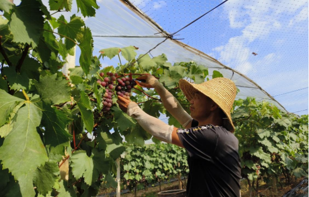 蒸湘区雨母山镇优化营商环境 促进乡村经济发展