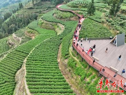 茶、旅、文三位一体，国茶村年接待游客近10万人次