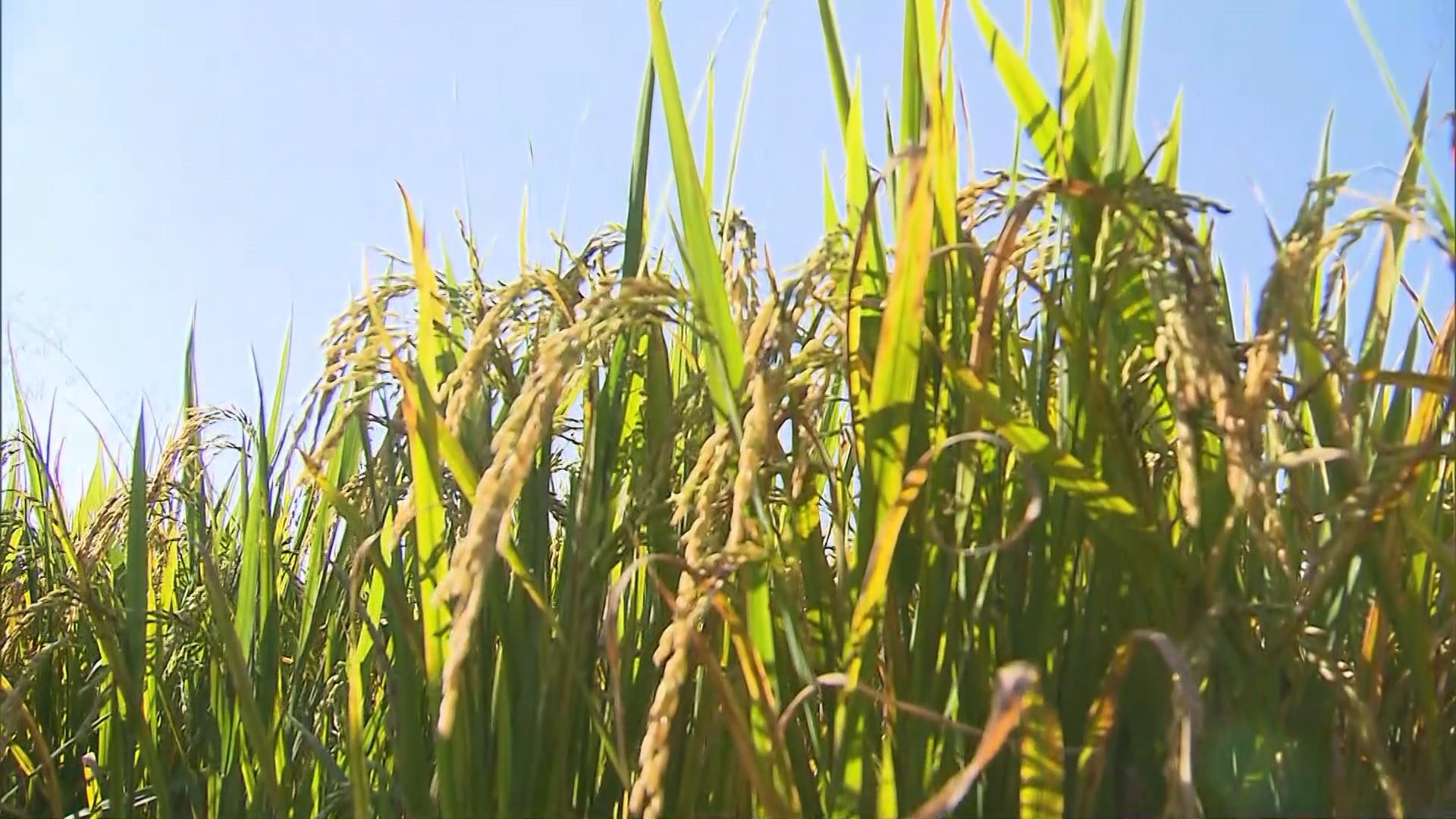 每亩理论测产400公斤以上，袁隆平学生主持的“旱作水稻”试验获得成功
