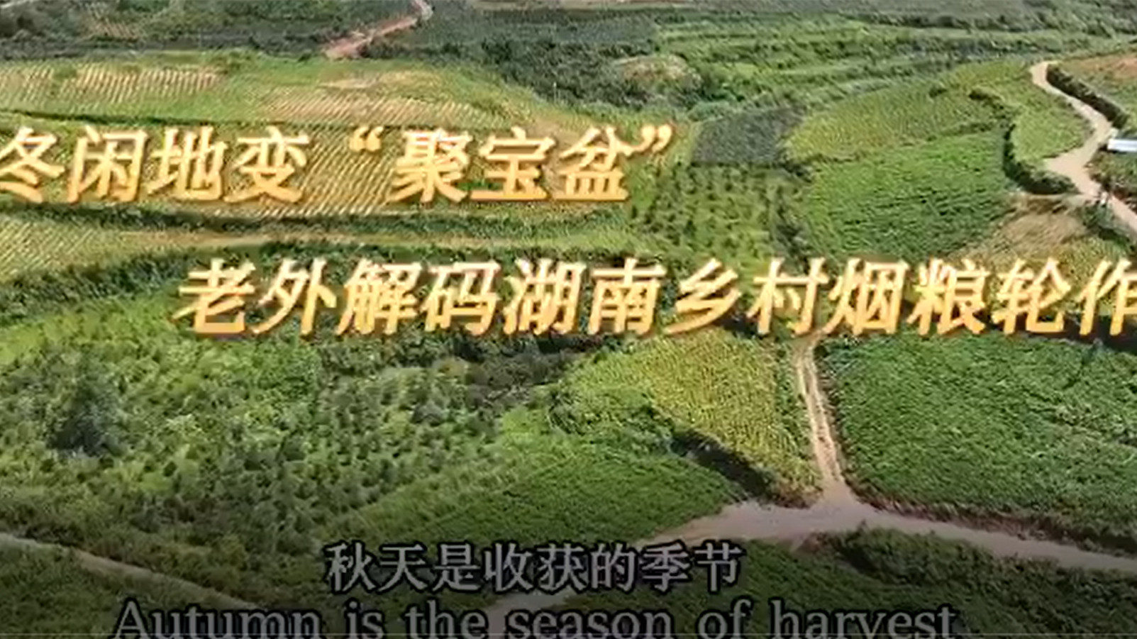 冬闲地变“聚宝盆”！老外解码湖南乡村烟粮轮作