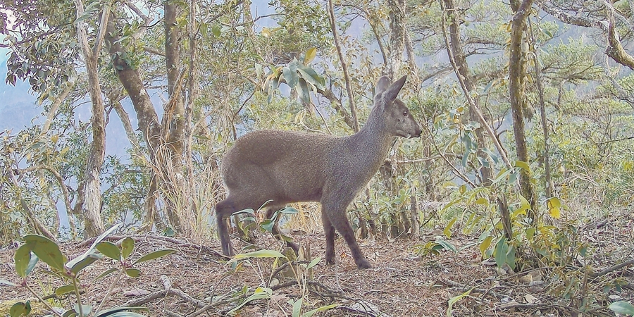 莽山再次发现野生林麝