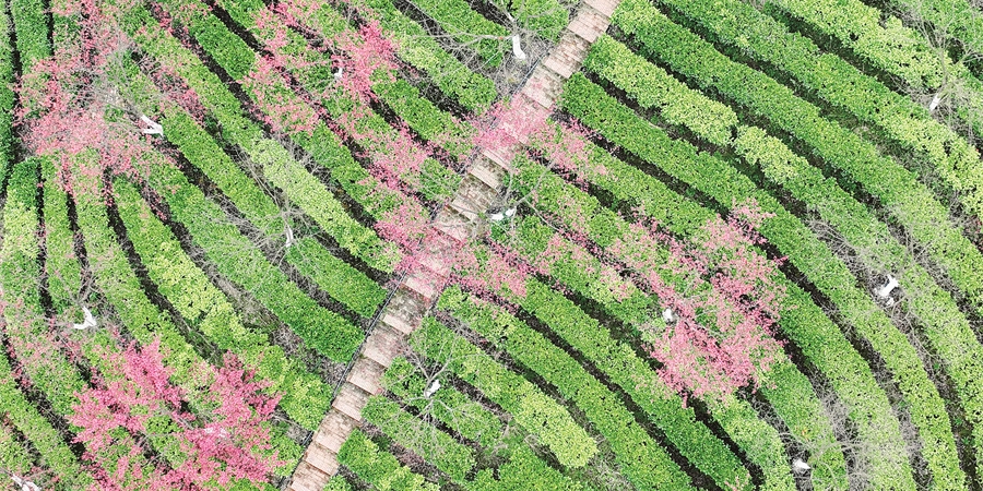 粉了樱花 绿了茶园