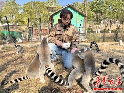 狐猴“生活助理”刘宇龙：希望大家多关注濒危动物