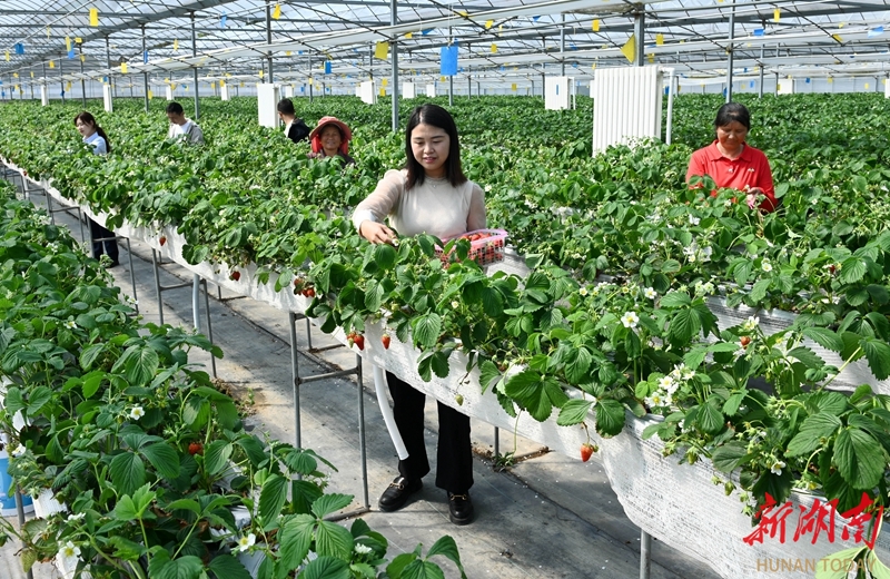 “空中”草莓助农增收